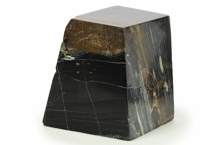 Polished Petrified Wood Stand Up - Oregon #277136